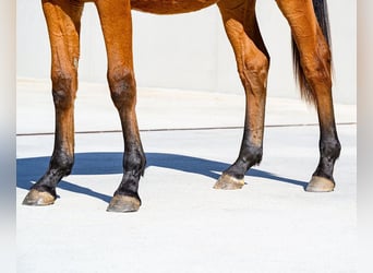 Other Breeds, Stallion, 1 year, 15 hh, Brown