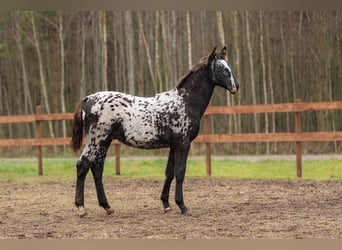 Other Breeds Mix, Stallion, 1 year, 16 hh, Leopard-Piebald