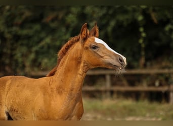 Other Breeds, Stallion, 1 year, 17 hh, Chestnut