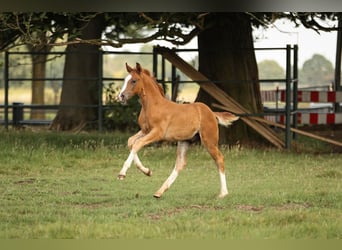 Other Breeds, Stallion, 1 year, 17 hh, Chestnut