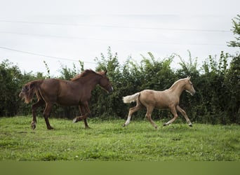 Other Breeds Mix, Stallion, 1 year, 17 hh, Palomino