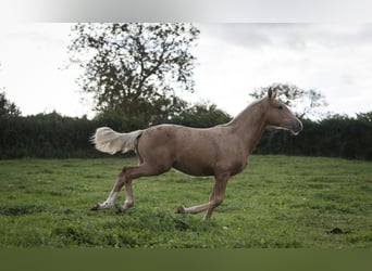 Other Breeds Mix, Stallion, 1 year, 17 hh, Palomino