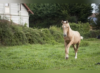 Other Breeds Mix, Stallion, 1 year, 17 hh, Palomino