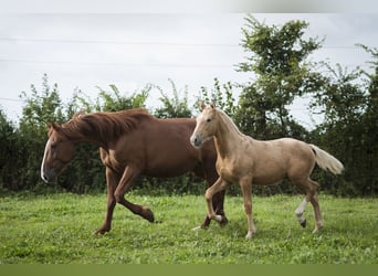 Other Breeds Mix, Stallion, 1 year, 17 hh, Palomino