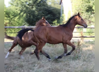 Other Breeds, Stallion, 1 year, Brown