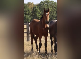 Other Breeds, Stallion, 1 year, Brown