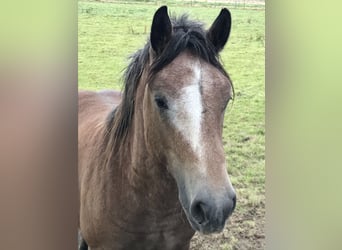 Other Breeds, Stallion, 1 year