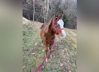 Other Breeds, Stallion, 1 year, Chestnut-Red