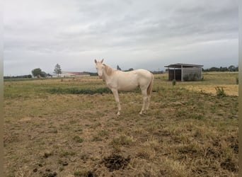 Other Breeds Mix, Stallion, 1 year, Cremello