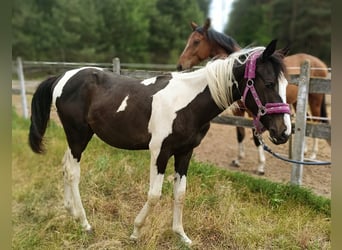 Other Breeds, Stallion, 1 year, Pinto