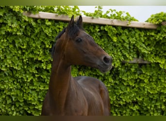Other Breeds, Stallion, 21 years, 16 hh, Brown