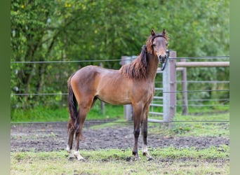Other Breeds, Stallion, 2 years, 10,2 hh, Bay