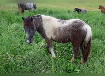 Other Breeds, Stallion, 2 years, 10,2 hh, Can be white
