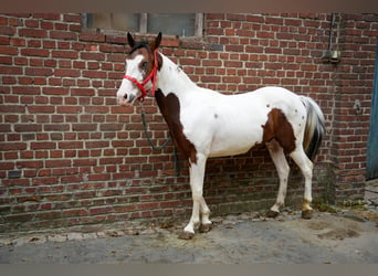 Other Breeds, Stallion, 2 years, 12.2 hh, White