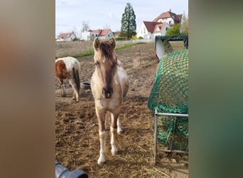 Other Breeds, Stallion, 2 years, 13.2 hh, Grullo