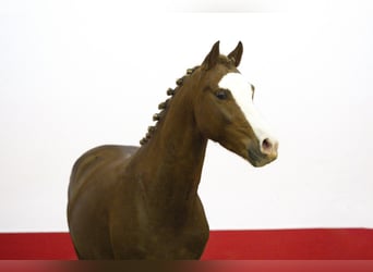 Other Breeds, Stallion, 2 years, 13,1 hh, Chestnut-Red