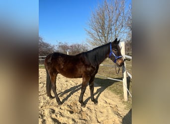 Other Breeds, Stallion, 2 years, 14,1 hh, Bay-Dark