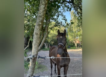 Other Breeds, Stallion, 2 years, 14.2 hh, Brown