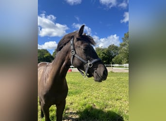 Other Breeds, Stallion, 2 years, 14.2 hh, Brown
