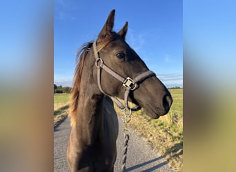 Other Breeds, Stallion, 2 years, 14.2 hh, Brown