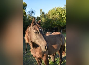 Other Breeds, Stallion, 2 years, 14.2 hh, Brown