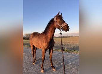 Other Breeds, Stallion, 2 years, 14.2 hh, Brown