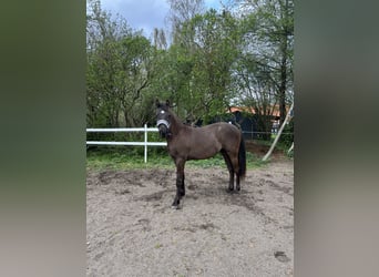 Other Breeds, Stallion, 2 years, 14.2 hh, Brown