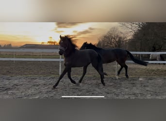 Other Breeds, Stallion, 2 years, 14.2 hh, Brown