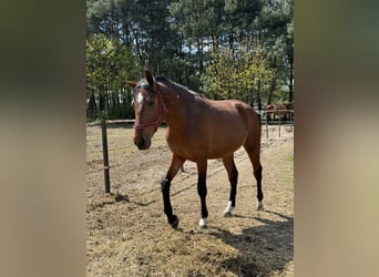 Other Breeds, Stallion, 2 years, 14.2 hh, Brown