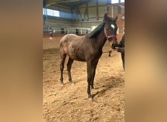 Other Breeds, Stallion, 2 years, 14 hh, Brown