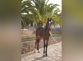 Other Breeds, Stallion, 2 years, 15,1 hh, Bay-Dark