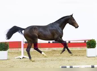 Other Breeds, Stallion, 2 years, 15,2 hh, Bay-Dark