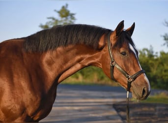 Other Breeds, Stallion, 2 years, 17 hh, Brown-Light