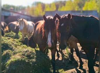 Other Breeds, Stallion, 2 years, Bay