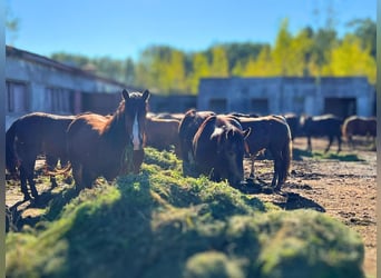 Other Breeds, Stallion, 2 years, Bay