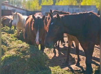 Other Breeds, Stallion, 2 years, Bay