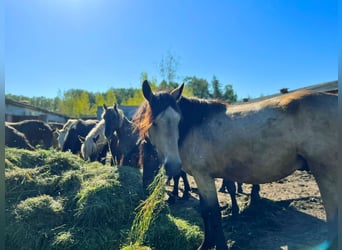 Other Breeds, Stallion, 2 years, White