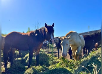Other Breeds, Stallion, 2 years, White