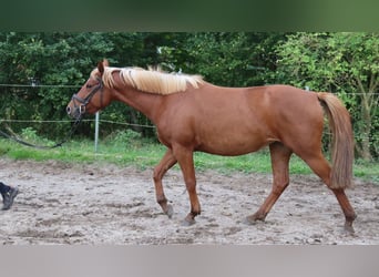 Other Breeds Mix, Stallion, 3 years, 14,1 hh, Chestnut-Red