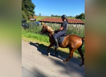 Other Breeds Mix, Stallion, 3 years, 14,1 hh, Chestnut-Red