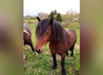 Other Breeds, Stallion, 3 years, 14.2 hh, Brown