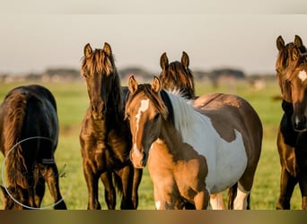 Other Breeds, Stallion, 3 years, 14,2 hh, Dun