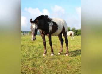 Other Breeds, Stallion, 3 years, 14.2 hh, Pinto