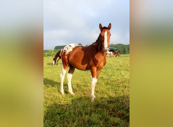 Other Breeds, Stallion, 3 years, 14.2 hh, Pinto