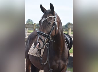 Other Breeds, Stallion, 3 years, 14,3 hh, Bay-Dark