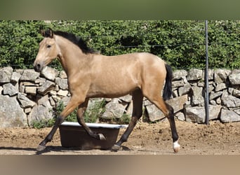 Other Breeds, Stallion, 3 years, 15 hh, Buckskin