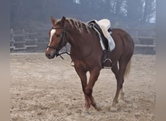 Other Breeds Mix, Stallion, 3 years, 15,2 hh, Chestnut