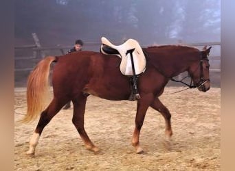 Other Breeds Mix, Stallion, 3 years, 15,2 hh, Chestnut