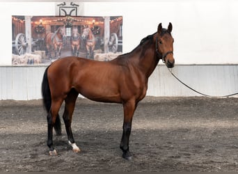 Other Breeds, Stallion, 3 years, 16.1 hh, Bay