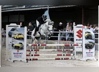 Other Breeds, Stallion, 4 years, 13.2 hh, Grey